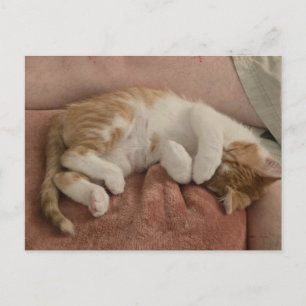 Carte Postale Chaton roux endormi - orange et blanc