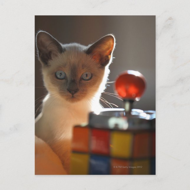 Carte Postale chaton siamois (Devant)