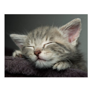 Carte Postale Chaton Somnolent Zazzle Fr