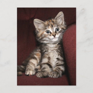 Carte Postale Chaton souriant