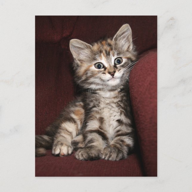 Carte Postale Chaton souriant (Devant)