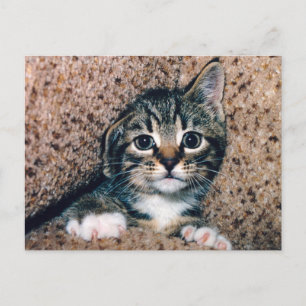 Carte Postale Chaton Tabby Adorable avec de Grands Yeux qui Poin