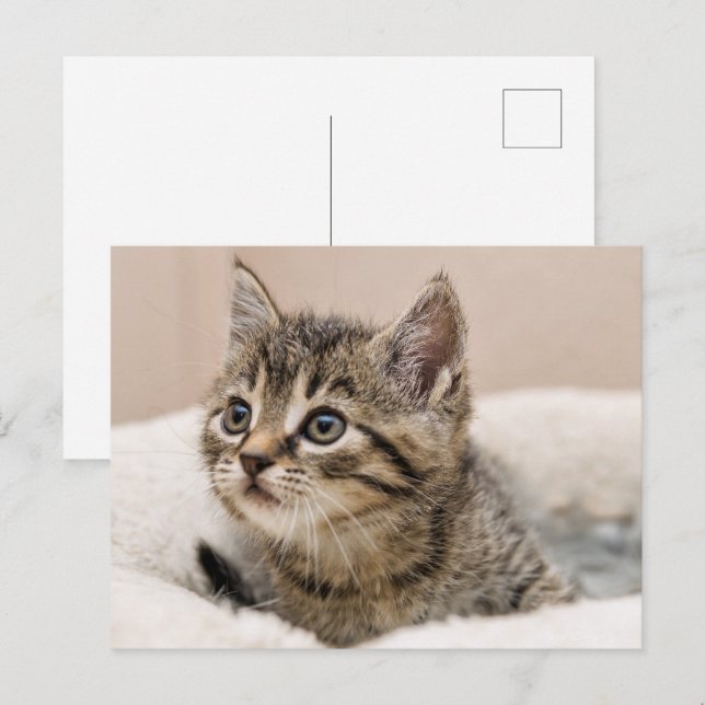 Carte postale chaton tigré (Devant / Derrière)