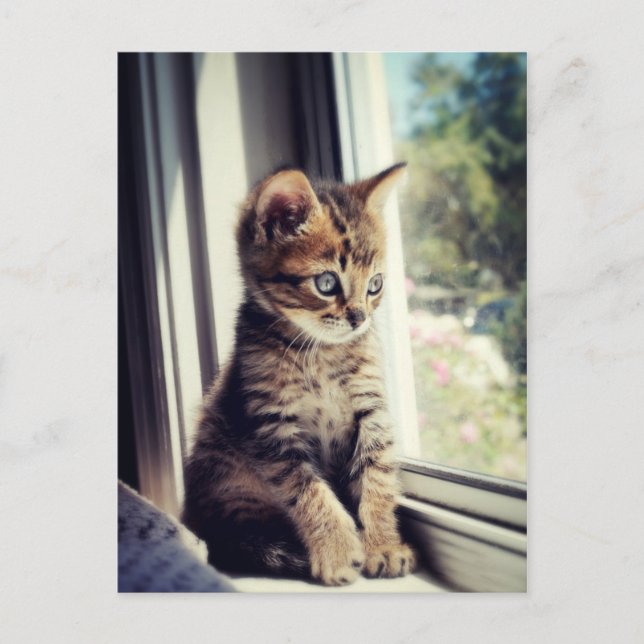 Carte Postale Chaton Tigré Regardant (Devant)
