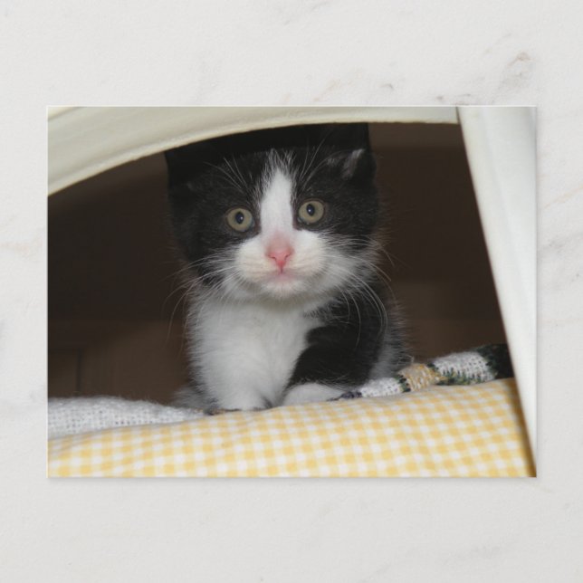 Carte Postale chaton Tuxedo (Devant)