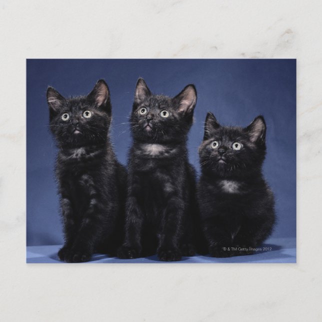 Carte Postale Chatons (Devant)