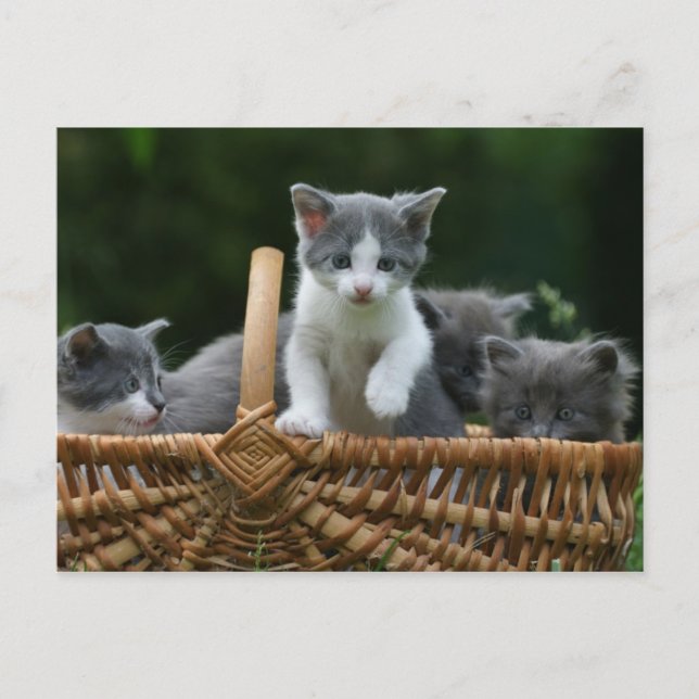 Carte Postale chatons (Devant)