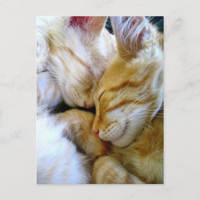 Carte postale Chatons (Devant)