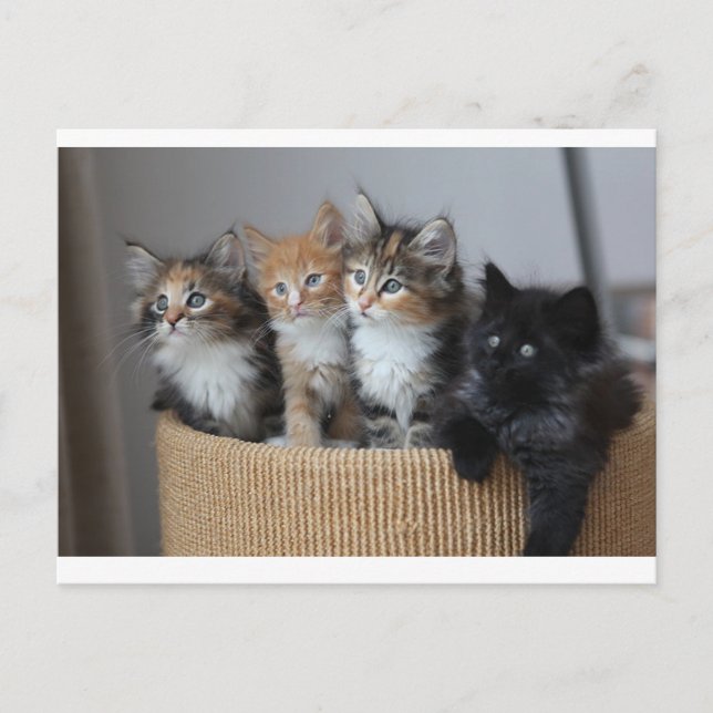 Carte Postale Chatons (Devant)