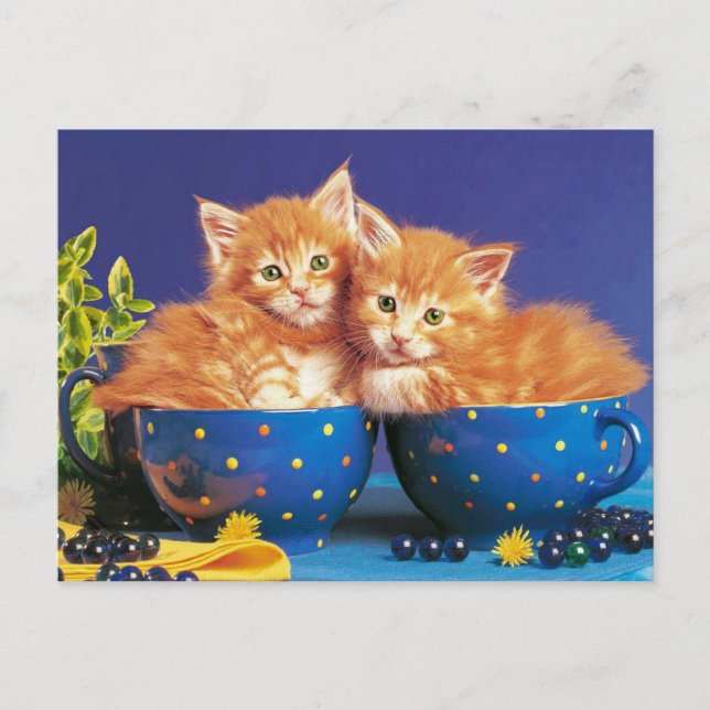 Carte Postale chatons à kopje (Devant)