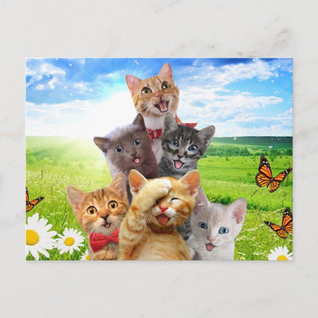 Carte Postale Chatons amusants dans le champ vert. (Devant)