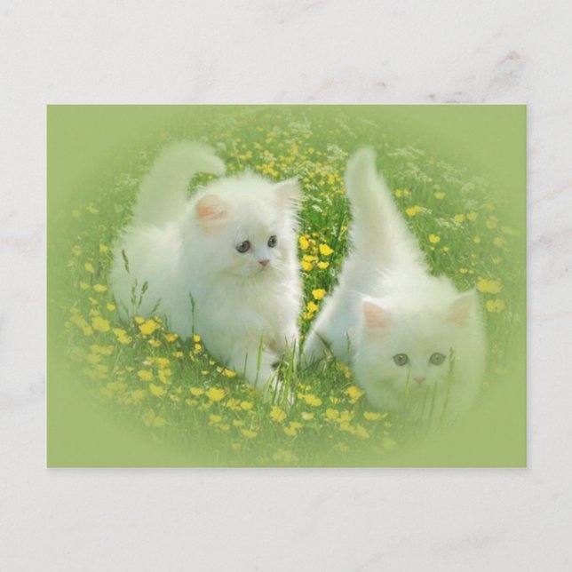 Carte Postale chatons blancs et fleurs vertes (Devant)