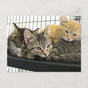 Carte Postale Chatons d'abri