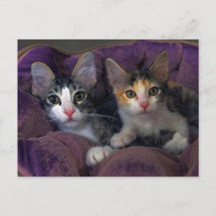 Carte Postale Chatons dans un lit violet