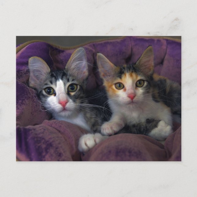Carte Postale Chatons dans un lit violet (Devant)