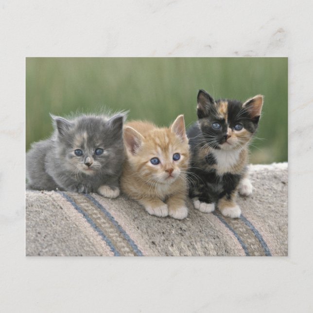 Carte Postale Chatons de grange sur une couverture de cheval (Devant)