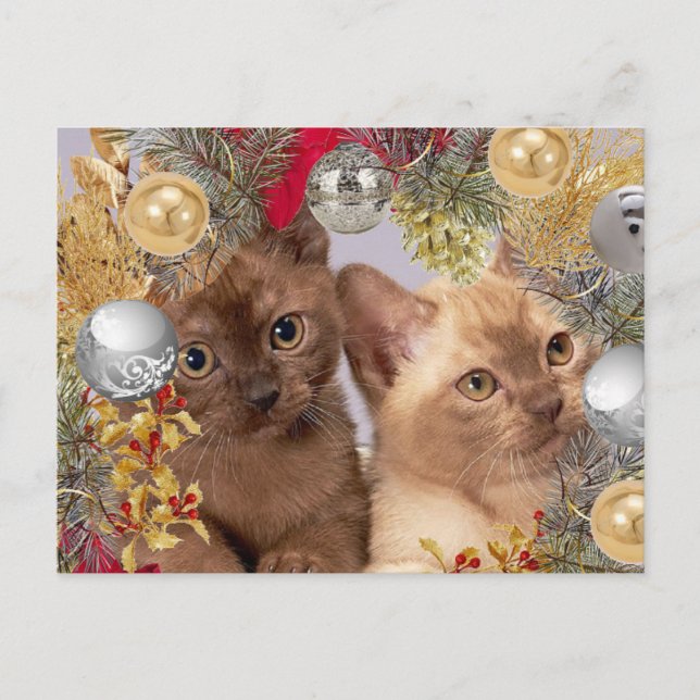 Carte Postale Chatons de Noël Chats de vacances  (Devant)
