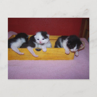 Carte Postale chatons en boîte