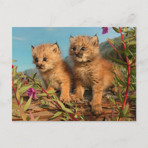 Carte Postale Chatons Lynx Canadien, Alaska