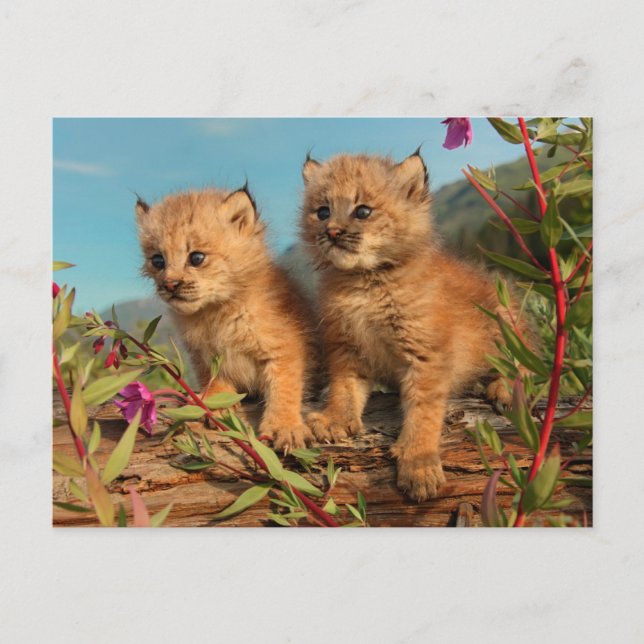 Carte Postale Chatons Lynx Canadien, Alaska (Devant)