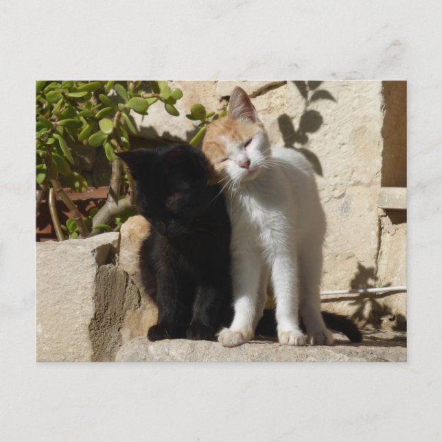 Carte Postale Chatons mignons noirs et blancs orange (Devant)