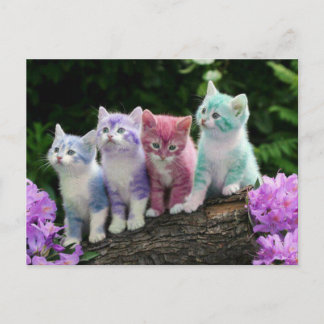 Carte Postale chatons rencontre kleur
