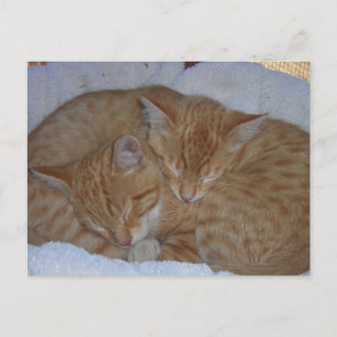 Carte Postale Chatons rouges endormis ensemble