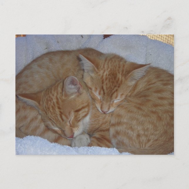 Carte Postale Chatons rouges endormis ensemble (Devant)