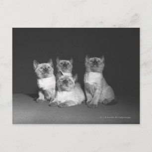 Carte Postale Chatons siamois en quête de B&W