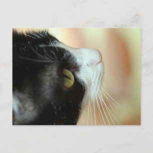 Carte Postale Chats