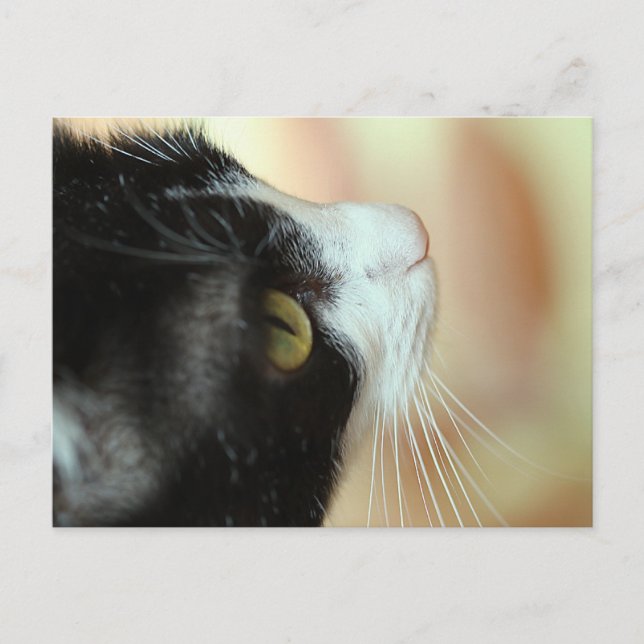 Carte Postale Chats (Devant)