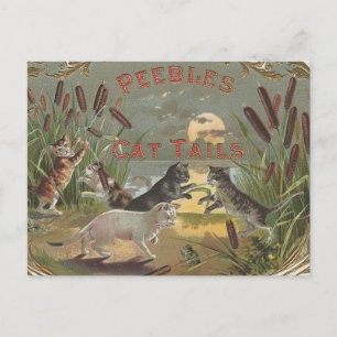 Carte Postale Chats