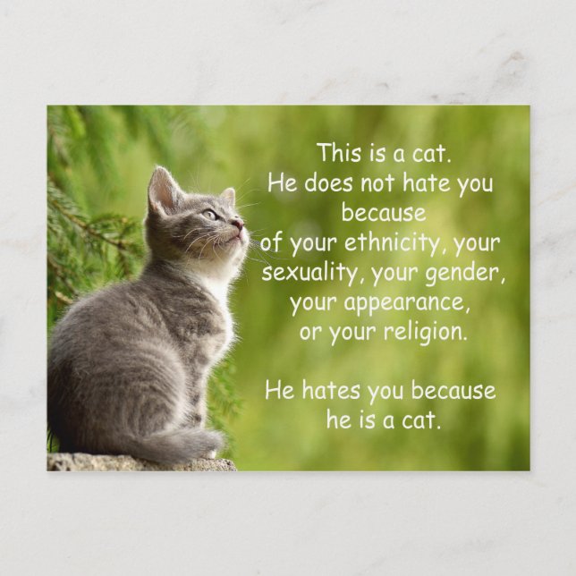 Carte Postale Chats (Devant)