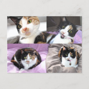 Carte Postale Chats
