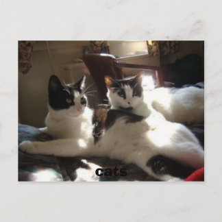 Carte Postale chats