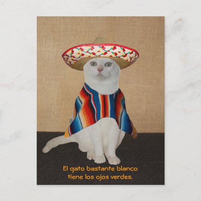 Carte Postale Chats amusants en Sombreros pour le plaisir ou l'e (Devant)