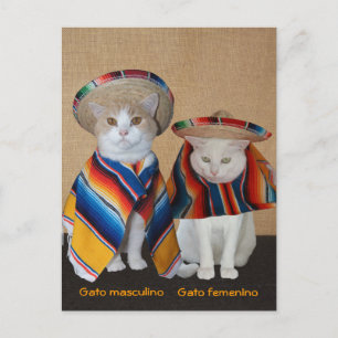 Carte Postale Chats amusants en Sombreros pour le plaisir ou l'e
