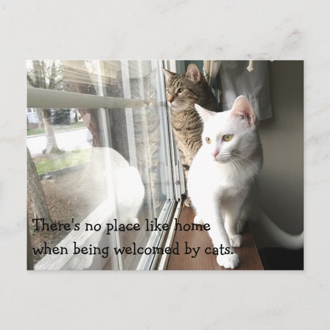 Carte Postale Chats assis près de la fenêtre (Devant)