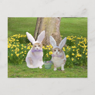 Carte Postale Chats Bébé Mignonnes, Drôle