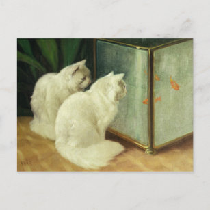 Carte Postale Chats blancs observant le poisson rouge