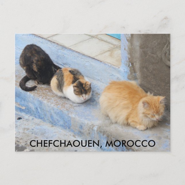Carte Postale Chats, Chefchaouen, Maroc (Devant)