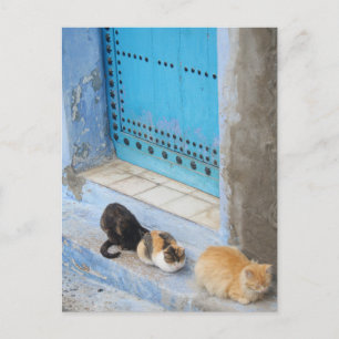 Carte Postale Chats, Chefchaouen, Maroc