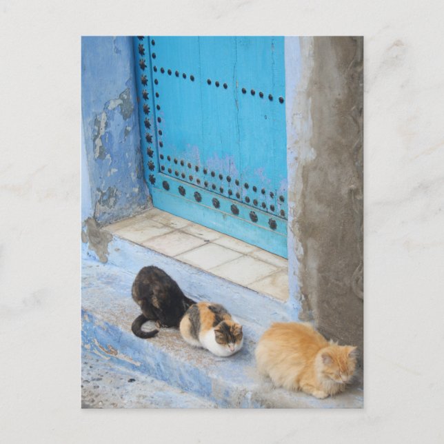 Carte Postale Chats, Chefchaouen, Maroc (Devant)