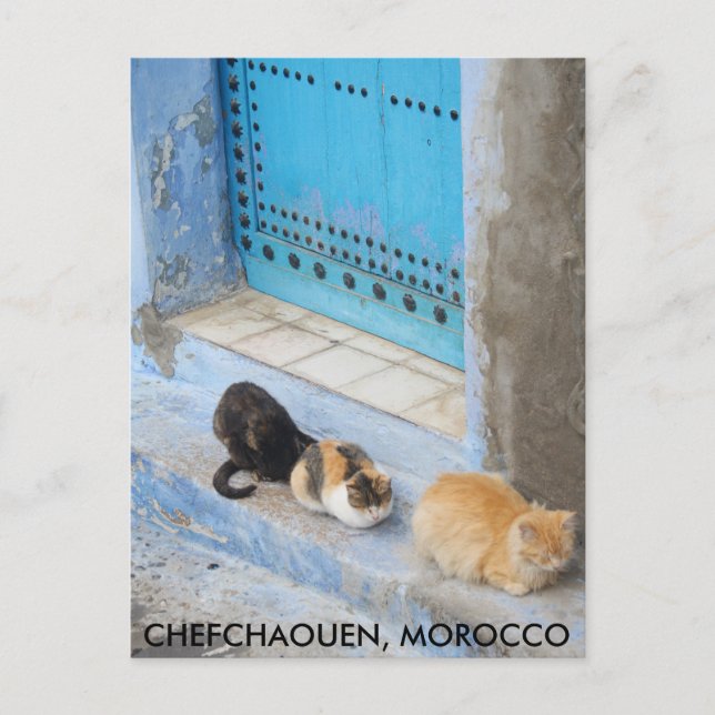 Carte Postale Chats, Chefchaouen, Maroc (Devant)