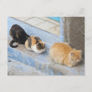 Carte Postale Chats, Chefchaouen, Maroc