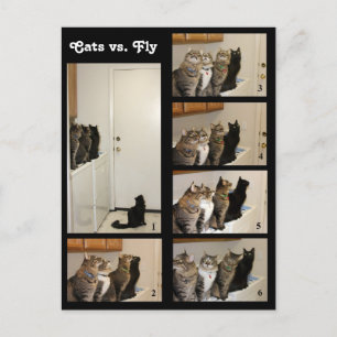 Carte postale Chats contre vol