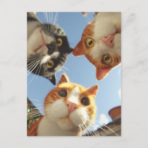 Carte Postale Chats curieux regardant vers le bas