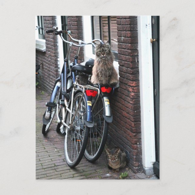 Carte Postale Chats d'Amsterdam à vélo (Devant)