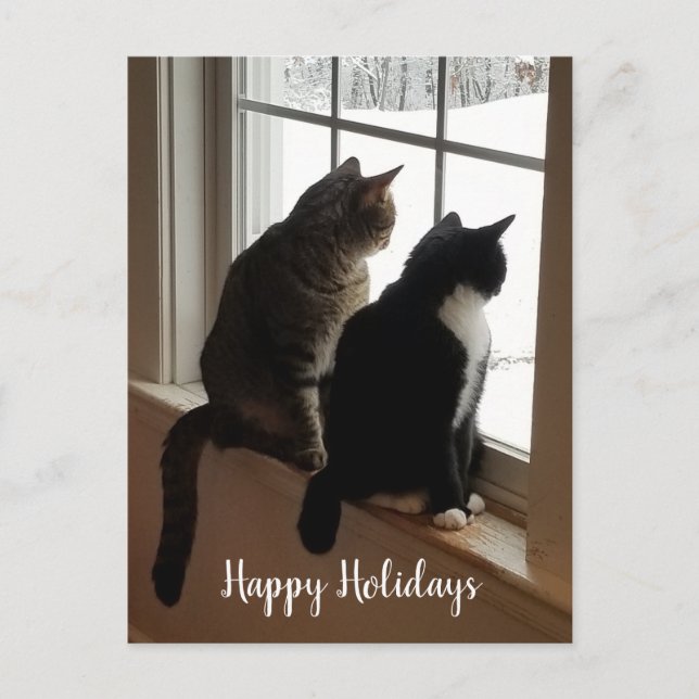 Carte Postale Chats dans la fenêtre (Devant)