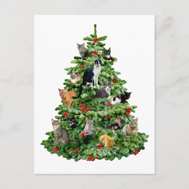 Carte Postale Chats dans l'arbre (Devant)